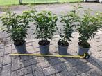Portugese Laurier, Prunus 40-50 cm hoog NU € 4,95 p.st., Ophalen, Laurier, Haag, Minder dan 100 cm