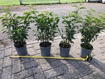Portugese Laurier, Prunus 40-50 cm hoog NU € 4,95 p.st. beschikbaar voor biedingen