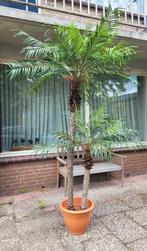 Palmboom - prachtige kunstboom, Tuin en Terras, Planten | Bomen, Ophalen, In pot, Palmboom, 100 tot 250 cm