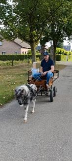 Mini paardje. Ingespannen en zadelmak incl koets, zadel., Dieren en Toebehoren, Hengst