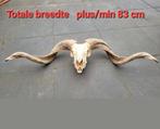 Giga grote Ram Schedel - skull- taxidermi- geraamte, Ophalen of Verzenden, Nieuw, Wild dier, Schedel