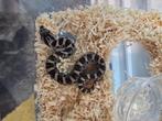 Heterodon Simus cb25, Dieren en Toebehoren, Reptielen en Amfibieën, Hagedis