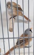 Koppeltje baardmannetjes, Dieren en Toebehoren, Meerdere dieren, Tropenvogel