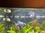 2 maanvissen, Dieren en Toebehoren, Vissen | Aquariumvissen