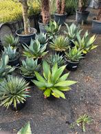 Verschillende soorten agaves. Twee maten, Ophalen