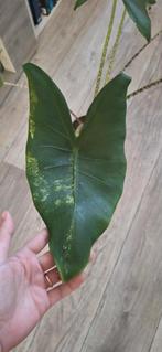 Alocasia zebrina variegata, Huis en Inrichting, Kamerplanten, Ophalen of Verzenden, Overige soorten, Minder dan 100 cm