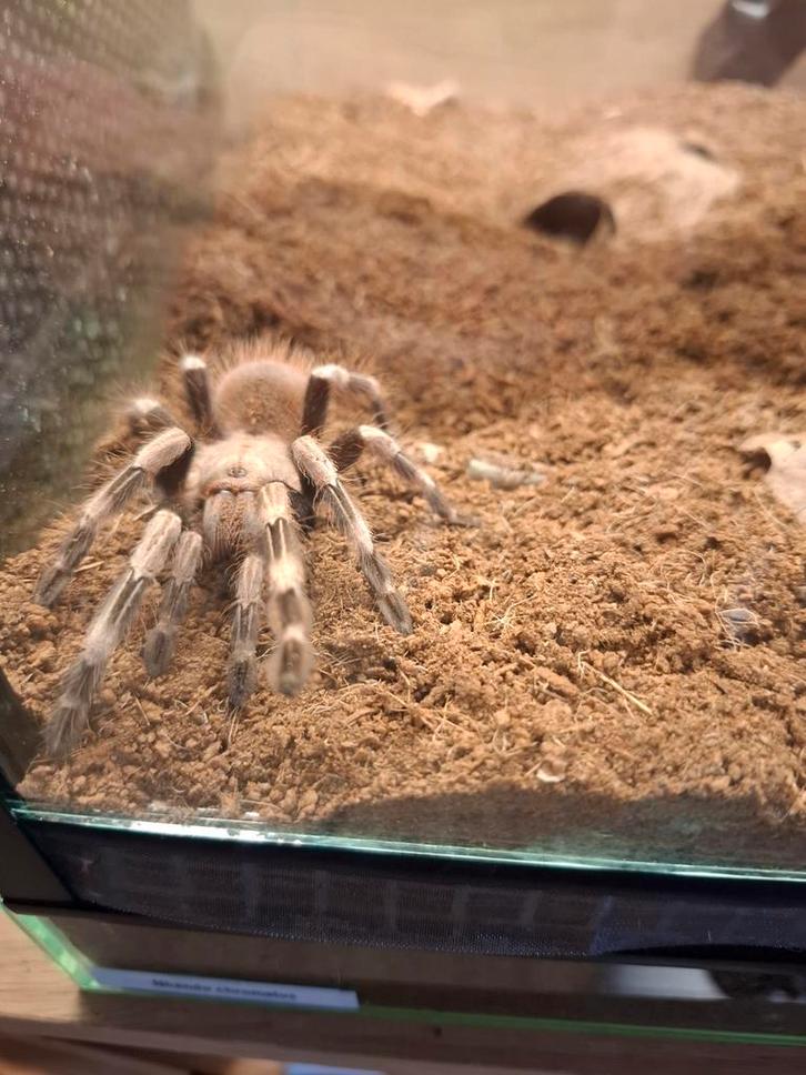 Div. Vogelspinnen, Dieren en Toebehoren, Insecten en Spinnen