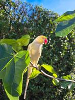 Handtamme halsbandparkiet, Dieren en Toebehoren, Mannelijk, Parkiet