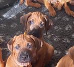 Rhodesian Ridgeback pups, Dieren en Toebehoren, Overige rassen, 8 tot 15 weken, Meerdere, Meerdere dieren