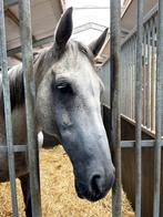 Schimmel ruin Paard, B, Ruin, 170 tot 175 cm, Gechipt