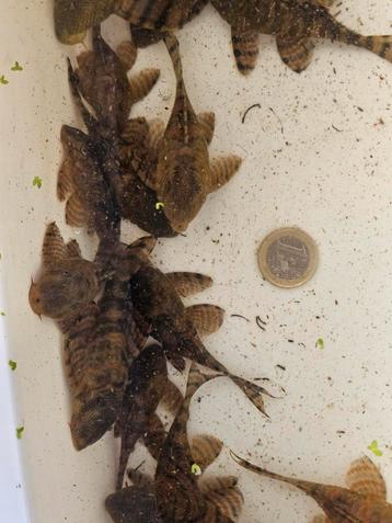 L397 Panaquolus sp. beschikbaar voor biedingen