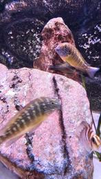 Tropheus mulunguzi en Eretmodus gold head Julidiochromis Orn, Dieren en Toebehoren, Vissen | Aquariumvissen, Vis, Zoetwatervis