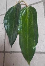 Hoya Latifolia Big Leaf  en meer hoya's, Ophalen of Verzenden, Overige soorten, Minder dan 100 cm