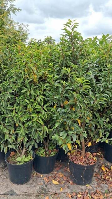 Portugese laurier 125 cm €20,- prunus lusitanica angustifoli beschikbaar voor biedingen