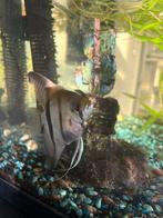 Maanvis, Dieren en Toebehoren, Vis