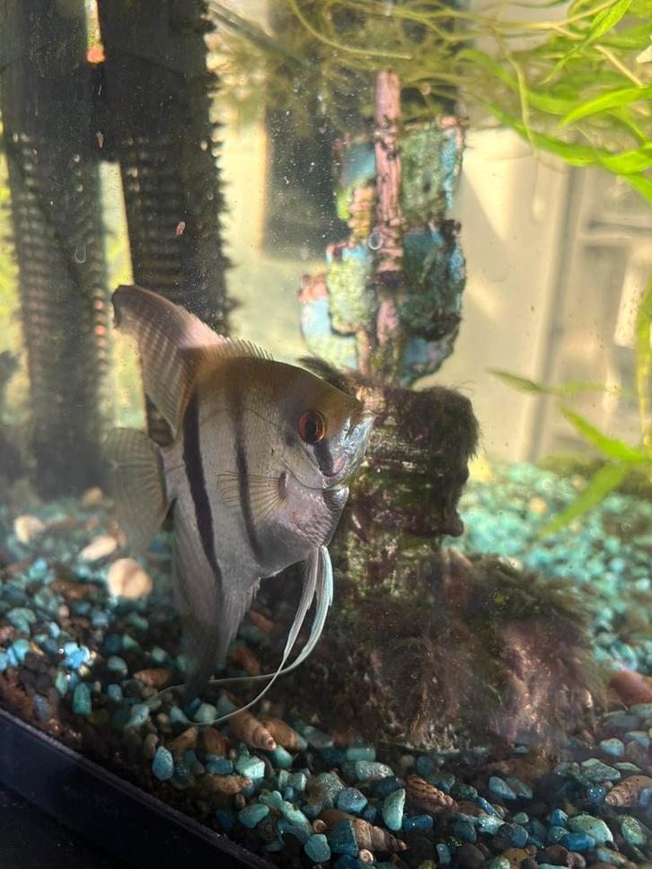 Maanvis, Dieren en Toebehoren, Vissen | Aquariumvissen, Vis