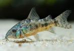 Jonge corydoras Paleatus €2.75 per stuk & 8 voor €20, Vis, Zoetwatervis, Schoolvis