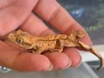 Wimpergekko yellow, 0 tot 2 jaar