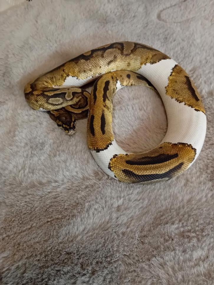 Koningspythons te koop