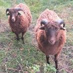 Te koop twee bruine Quessant rammen, Dieren en Toebehoren, Schapen, Geiten en Varkens, Mannelijk, Schaap