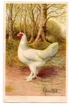Witte Kraaikop hen illustrator CS Th van Gink, Verzamelen, Ansichtkaarten | Themakaarten, Ophalen, Ongelopen, Overige thema's