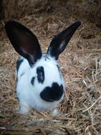 Konijnen, Dieren en Toebehoren, Konijnen, Meerdere dieren