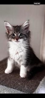maine coon kittens, Dieren en Toebehoren, Katten en Kittens | Overige Katten, Meerdere dieren