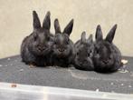 Lieve babykonijntjes zoeken een nieuw thuis!, Dieren en Toebehoren, Konijnen, Meerdere dieren, Dwerg, 0 tot 2 jaar