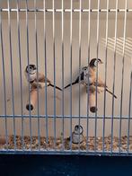 Twee koppels bichenow astrildes p.koppel 50.00 zie beschrijv, Dieren en Toebehoren, Meerdere dieren