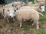 Dekrammen en Fokooien Texelaar, Dieren en Toebehoren, Schapen, Geiten en Varkens, Meerdere dieren, Schaap, 0 tot 2 jaar