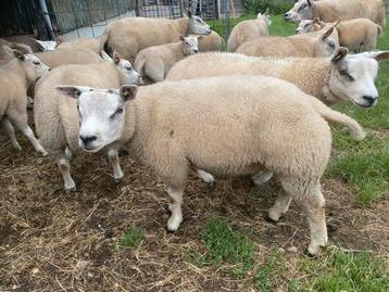 Dekrammen en Fokooien Texelaar beschikbaar voor biedingen