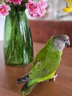 Super tamme Bonte Boer op zoek naar een nieuw huis, Dieren en Toebehoren, Vogels | Parkieten en Papegaaien, Geslacht onbekend