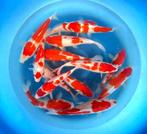 Japankoi, grote keus een en twee jarige koi, bekende kwekers, Karper of Koi