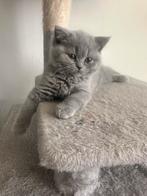 British Shorthair mannetje, Dieren en Toebehoren, Katten en Kittens | Raskatten | Korthaar