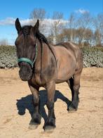 Leuke stoere forse pony te koop, Dieren en Toebehoren, Paarden, Minder dan 160 cm, Ruin, Niet van toepassing, 7 tot 10 jaar
