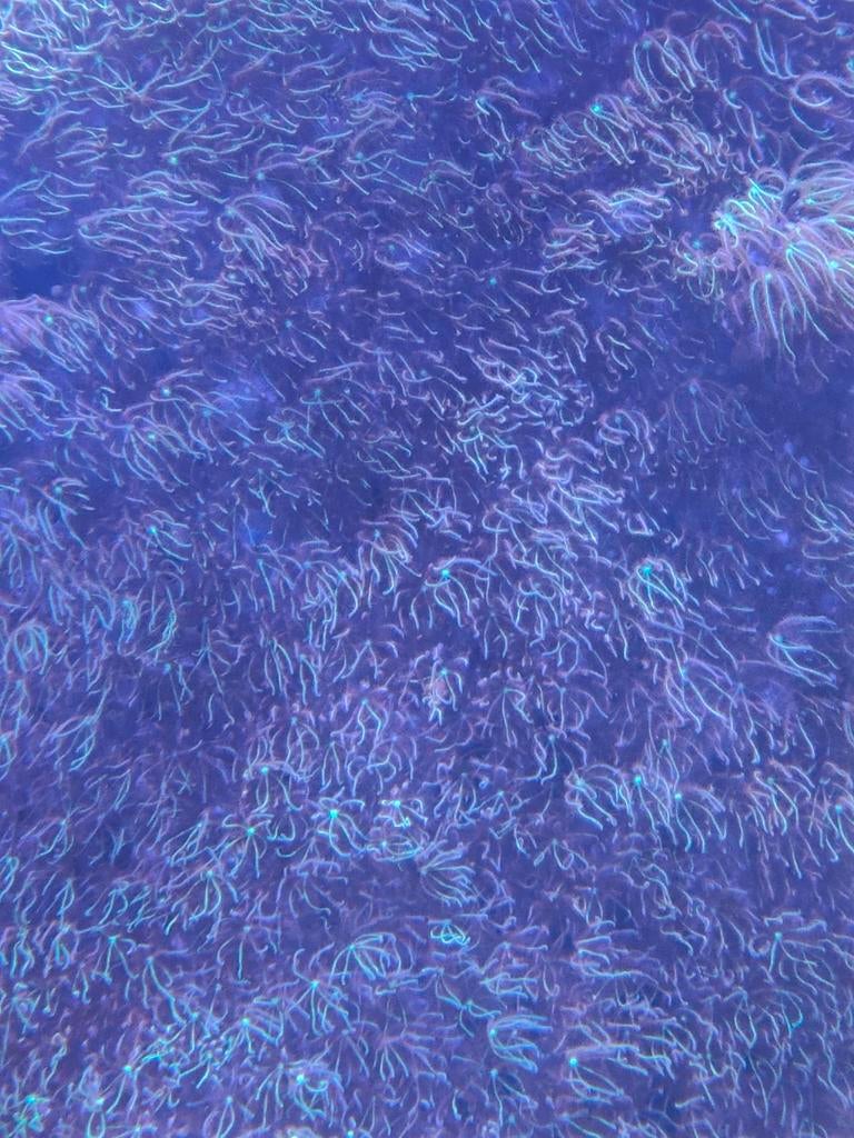 Tubipora musica, orgelpijp koraal, Dieren en Toebehoren, Ophalen, Plant(en), Steen of Hout