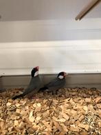 Div rijstvogels, Meerdere dieren
