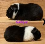 US Teddy Zeug met stamboom, Augustus, Vrouwelijk, Cavia