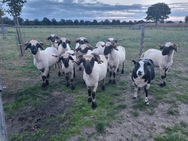 Walliser schwarznase ooien, Dieren en Toebehoren, Schapen, Geiten en Varkens, Schaap, Vrouwelijk