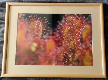 Zonnedauw (foto)... in Barth wissellijst van 40x50 cm.  ... beschikbaar voor biedingen