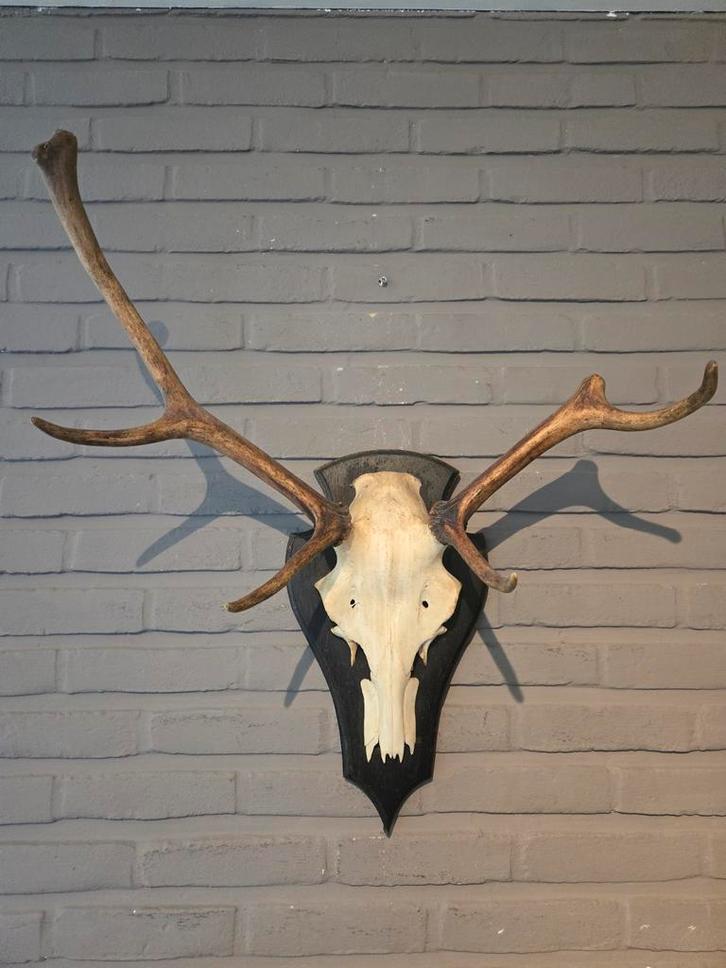Gewei op schild, Huis en Inrichting, Woonaccessoires | Wanddecoraties, Gebruikt, Ophalen of Verzenden
