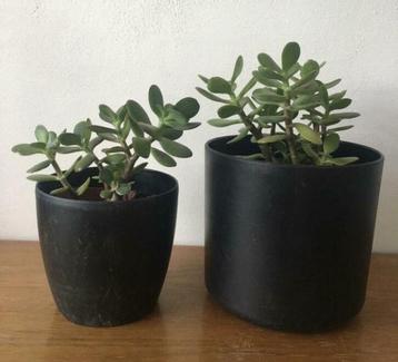 Twee of drie zwarte vintage bloempotten met bio kamerplanten beschikbaar voor biedingen