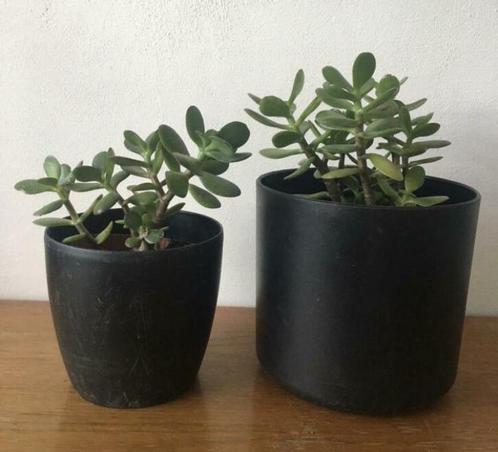 Twee of drie zwarte vintage bloempotten met bio kamerplanten, Tuin en Terras, Bloempotten, Zo goed als nieuw, Kunststof, Binnen
