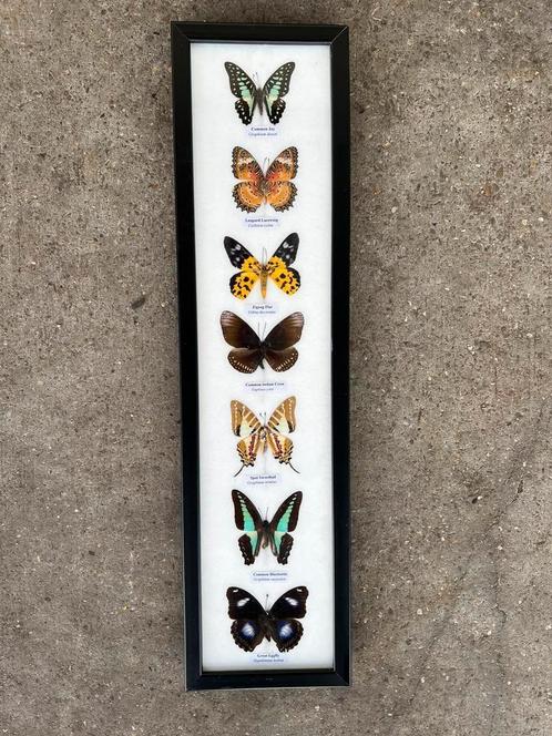 Opgezette vlinders in lijst, Verzamelen, Dierenverzamelingen, Zo goed als nieuw, Opgezet dier, Insect, Ophalen of Verzenden