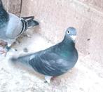 Gert Rotman x van de Brande, Dieren en Toebehoren, Vogels | Duiven, Vrouwelijk, Postduif