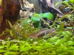 Zwangere amano garnaal, Dieren en Toebehoren, Vissen | Aquariumvissen, Kreeft, Krab of Garnaal