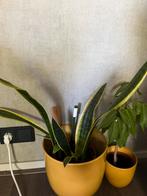 Verschillende kamerplanten inclusief pot, Vaste plant, Halfschaduw, Lente, Ophalen