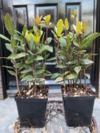 Keukenlaurier Laurier Nobilis 2 voor €9,-, Tuin en Terras, Planten | Tuinplanten, Ophalen of Verzenden, Zomer, Overige soorten