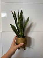 Sanseveria plant, Huis en Inrichting, Kamerplanten, Ophalen, Volledige schaduw, Overige soorten, Minder dan 100 cm