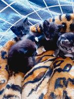Kittens ️ nog 2 zwart/bruinig wit beschikbaar, Kater